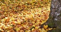 Autumn Maple leaves