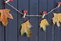 Autumn maple leaves on a clothes line Royalty Free Stock Photo