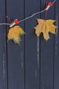 Autumn maple leaves on a clothes line Royalty Free Stock Photo