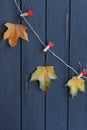 Autumn maple leaves on a clothes line Royalty Free Stock Photo