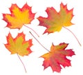 Autumn maple leaves collection