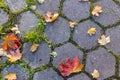 Autumn maple leaves on a decorative paving slab of hexagon or honeycombs shape