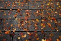 Autumn maple leaves falldown on the ground Royalty Free Stock Photo