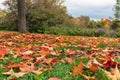 Autumn maple leaves fallen from trees on green grass in local park Royalty Free Stock Photo