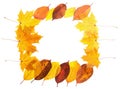 Autumn maple leaves falling frame Royalty Free Stock Photo