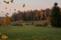 Autumn maple leaves falling from a  tree in a park with green grass and yellow leaves, evening. Beautiful foliage, leaves in motio Royalty Free Stock Photo