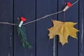 Autumn maple leaves and fir branch on a clothes line Royalty Free Stock Photo