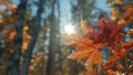 Autumn maple leaves in forest on sunny day. AI generated
