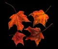 Autumn Maple Leaves Royalty Free Stock Photo