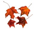 Autumn Maple Leaves Royalty Free Stock Photo