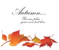 Autumn maple leaves frame