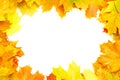 Autumn maple leaves Royalty Free Stock Photo