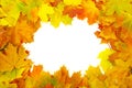 Autumn maple leaves Royalty Free Stock Photo
