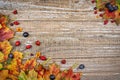 Autumn maple leaves and fruits in the background Royalty Free Stock Photo