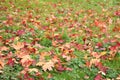 Autumn maple leaves on green grass Royalty Free Stock Photo