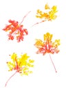 Autumn maple leaves imprint watercolor