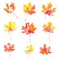 Autumn maple leaves imprint watercolor