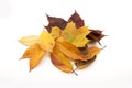 Autumn maple leaves isolated