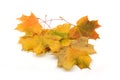 Autumn maple leaves isolated