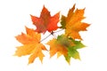 Autumn maple leaves isolated on white background Royalty Free Stock Photo
