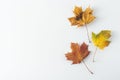 Autumn maple leaves isolated on white with copy space. Colorful composition of fall leaf Royalty Free Stock Photo