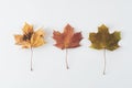 Autumn maple leaves isolated on white with copy space. Colorful composition of fall leaf Royalty Free Stock Photo