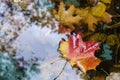 Autumn maple leaves. the leaf of the maplelies on the pond`s water surface Royalty Free Stock Photo