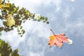 Autumn maple leaves. the leaf of the maplelies on the pond`s water surface Royalty Free Stock Photo