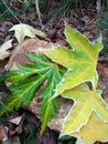 Autumn maple leaves lying on a stone