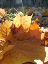 Autumn maple leaves macro, fall Royalty Free Stock Photo