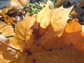 Autumn maple leaves macro, fall Royalty Free Stock Photo