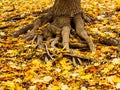 Autumn maple leaves near the root of a tree Royalty Free Stock Photo