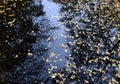 Autumn maple leaves in puddle of water Royalty Free Stock Photo