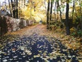 Autumn Maple Leaves On The Road In A Residential Area Royalty Free Stock Photo