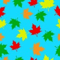 Autumn maple leaves