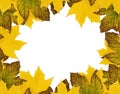 Autumn maple leaves in a seasonal frame isolated on white Royalty Free Stock Photo