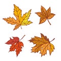 Autumn maple leaves set september or october leaf fall. Vector outline illustration sketch colourful isolated autumnal Royalty Free Stock Photo