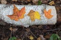 Autumn maple leaves sitting on birch log Royalty Free Stock Photo