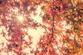 Autumn maple leaves with sunbeam, looking up in a forest in autumn Royalty Free Stock Photo