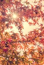 Autumn maple leaves with sunbeam, forest in autumn, vintage process Royalty Free Stock Photo