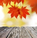 Autumn maple leaves Royalty Free Stock Photo