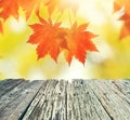 Autumn maple leaves Royalty Free Stock Photo