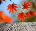 Autumn maple leaves Royalty Free Stock Photo