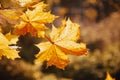 Autumn maple leaves sunlight backlit. Autumn maple leafs fall. Maple leaves backlit in autumn. Royalty Free Stock Photo