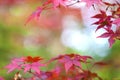 Autumn maple leaves in sunlight Royalty Free Stock Photo