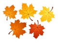 Autumn maple leaves of various colors. Vector illu
