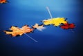 Autumn maple leaves on water Royalty Free Stock Photo