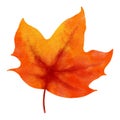 Autumn maple leaves watercolor style Royalty Free Stock Photo