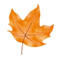 Autumn maple leaves watercolor style Royalty Free Stock Photo