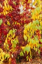 Autumn maple leaves. Yellow-orange maple leaves in the crown of a tree, illuminated by the sun. Royalty Free Stock Photo